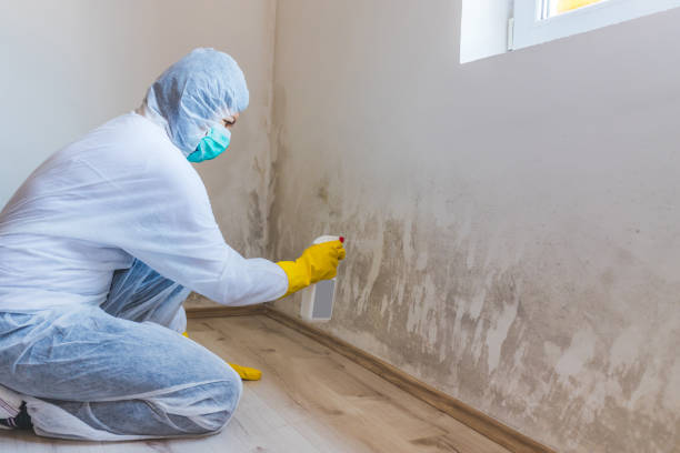 Licensed Black Mold Remediation service in Dallas, TX - 24 Hour Mold Removal